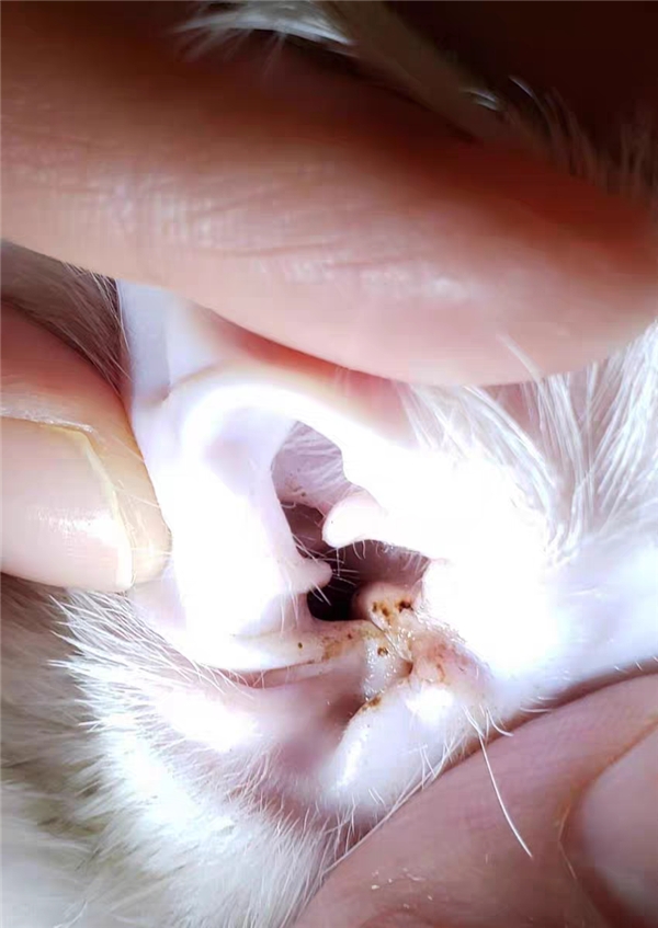 猫耳螨的症状有哪些?如何轻松应对不复发?